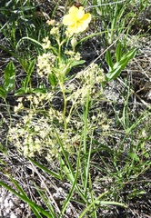 Trinia multicaulis