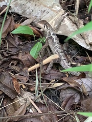 Stenocercus erythrogaster