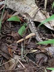 Stenocercus erythrogaster