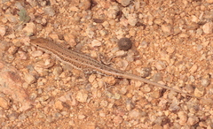 Mesalina simoni simoni