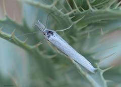 Lepidoptera