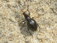 Otiorhynchus atroapterus