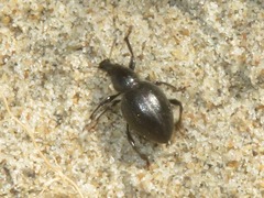 Otiorhynchus atroapterus