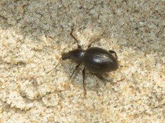 Otiorhynchus atroapterus