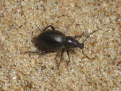 Otiorhynchus atroapterus