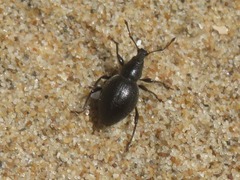 Otiorhynchus atroapterus