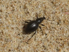 Otiorhynchus atroapterus