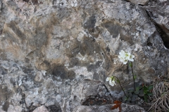 Arabis pumila