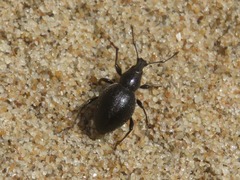 Otiorhynchus atroapterus