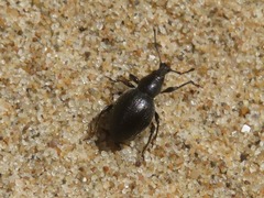 Otiorhynchus atroapterus