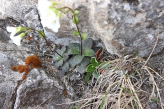 Arabis pumila