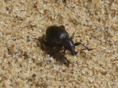 Otiorhynchus atroapterus