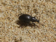 Otiorhynchus atroapterus