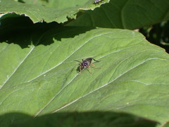 Tenthredo mandibularis