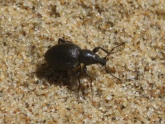 Otiorhynchus atroapterus