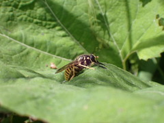 Temnostoma vespiforme