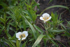 Calochortus subalpinus
