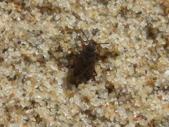 Trapezonotus arenarius