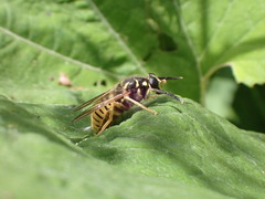 Temnostoma vespiforme