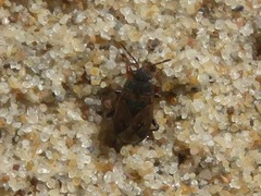 Trapezonotus arenarius
