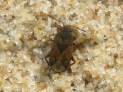 Trapezonotus arenarius