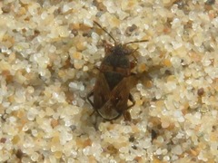 Trapezonotus arenarius