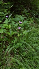 Tradescantia subaspera