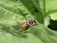 Temnostoma vespiforme