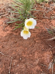 Anemopaegma