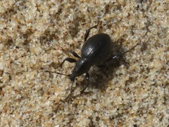 Otiorhynchus atroapterus