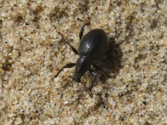 Otiorhynchus atroapterus