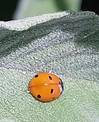 Coccinella septempunctata