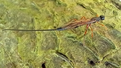 Xorides rufipes