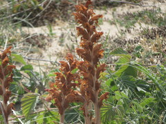 Orobanche caryophyllacea