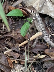 Stenocercus erythrogaster