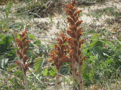 Orobanche caryophyllacea