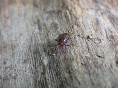 Capsus ater