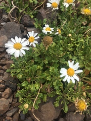 Argyranthemum pinnatifidum subsp. succulentum image