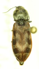 Pseudanostirus tigrinus