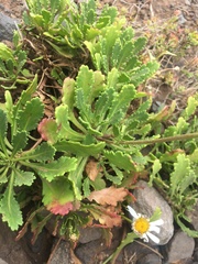 Argyranthemum pinnatifidum subsp. succulentum image