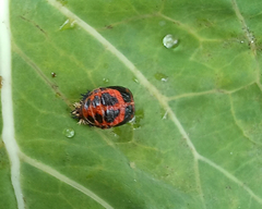 Harmonia axyridis
