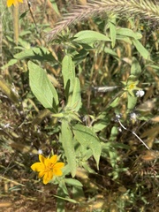 Helianthus exilis