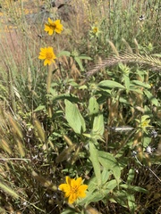 Helianthus exilis
