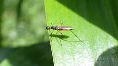 Micropeza corrigiolata