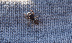 Salticus zebraneus
