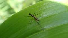 Micropeza corrigiolata