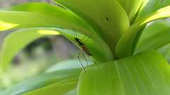 Micropeza corrigiolata