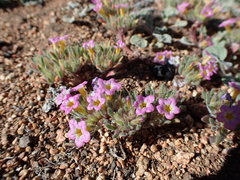 Nama aretioides multiflora