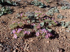 Nama aretioides multiflora