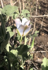 Calochortus invenustus